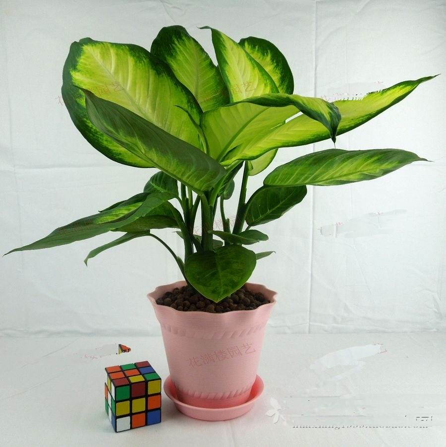 哪些植物可以除甲醛，本事***呢？